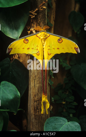 Papillon comète / Argema mittrei Banque D'Images