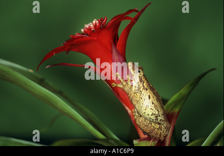 Rainette cubaine sur Hyla Osteopilus septentrionalis septentrionalis fleurs Banque D'Images