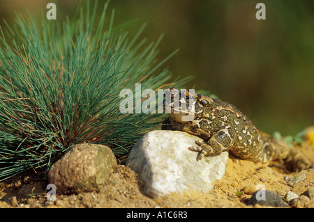 Crapaud panaché crapaud vert Bufo viridis Banque D'Images