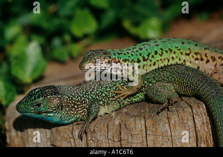 Lizard Vert Européen (Lacerta Viridis). Homme et femme sur bois. Allemagne Banque D'Images