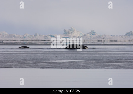 Baleine boréale Balaena mysticetus en plomb ouvert sur la mer gelée des Chukchi au large de point Barrow Arctic Alaska Banque D'Images