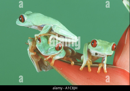 Rainette aux yeux rouges (agalychnis callidryas), assis sur les fleurs rouges de heliconia Banque D'Images