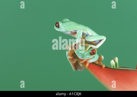 Rainette aux yeux rouges (agalychnis callidryas), assis sur les fleurs rouges de heliconia Banque D'Images