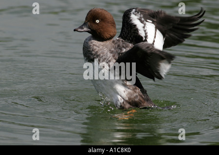 Les ailes battantes Goldeneye Banque D'Images