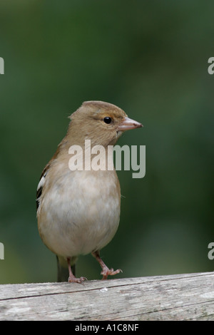 Chaffinch femelle perchée sur fence Banque D'Images