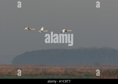 Les cygnes chanteurs en vol Banque D'Images