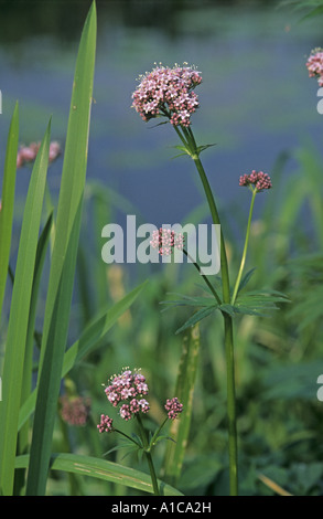 La valériane commune, tout guérir, jardin heliotrope, jardin valériane (Valeriana officinalis agg.), à la rive de l'eau Banque D'Images