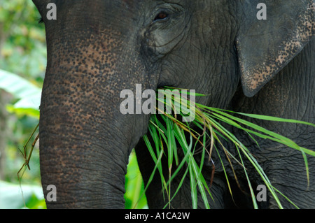 L'éléphant d'Asie, l'éléphant d'Asie (Elephas maximus), l'alimentation à l'herbe, Thaïlande Banque D'Images
