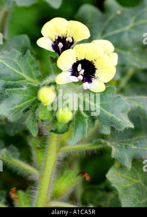 La jusquiame noire (Hyoscyamus albus russe), la floraison, l'Espagne, Majorque Banque D'Images