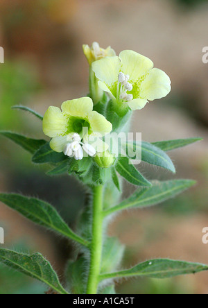 La jusquiame noire (Hyoscyamus albus russe), la floraison, léger, l'Espagne, Majorque Banque D'Images