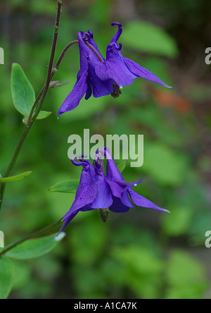 Columbine européenne (Aquilegia vulgaris), blooming Banque D'Images