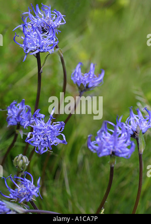 Rampion à tête ronde (Phyteuma orbiculare), blooming Banque D'Images