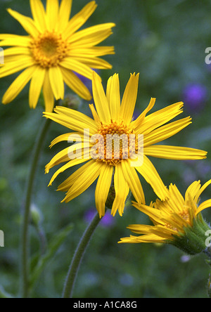 European Arnica (Arnica montana), blooming Banque D'Images