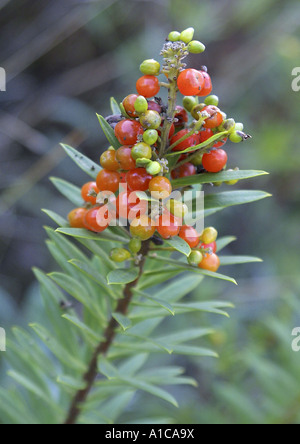 Daphne gnidium euphorbe (lin), plante avec fruits, Espagne, Canaries, Teneriffa Banque D'Images