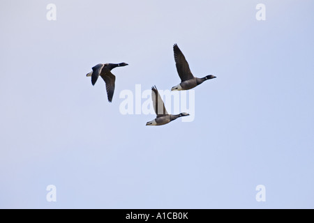 La Bernache cravant (Branta bernicla), trois individus en vol Banque D'Images