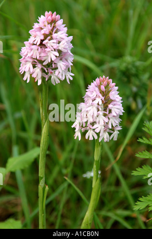 Anacamptis pyramidalis (orchidée pyramidale), la floraison Banque D'Images