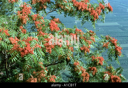 Arbre du ciel, arbre-de-ciel (Ailanthus altissima), avec des fruits Banque D'Images