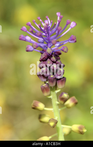 Jacinthe Muscari comosum (plume), l'inflorescence, les fleurs bleues sont stériles et ne servent qu'à l'attraction de Banque D'Images