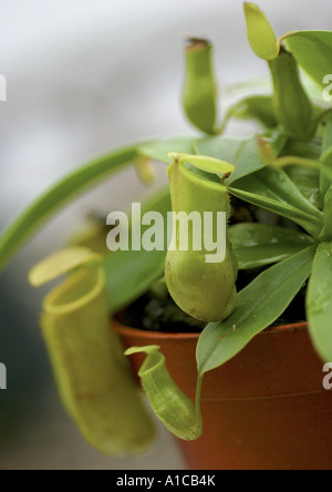 La sarracénie pourpre (Nepenthes spec.), congés spéciaux pour attraper des insectes Banque D'Images
