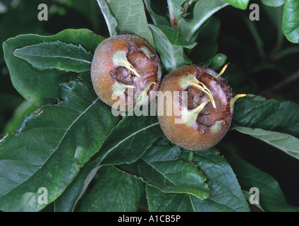 Néflier (Mespilus germanica), fruits Banque D'Images