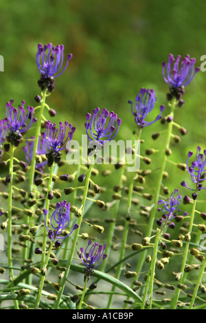 Jacinthe Muscari comosum (plume), l'inflorescence, les fleurs bleues sont stériles et ne servent qu'à l'attraction de Banque D'Images