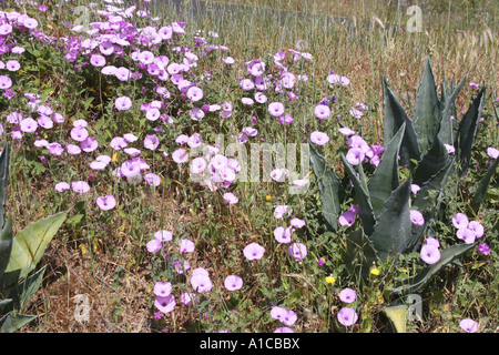 Feuilles de mauve à feuilles de mauve, le liseron liseron des champs (Convolvulus althaeoides), plantes fleuries entre les agaves, Espagne, Îles Canaries Banque D'Images