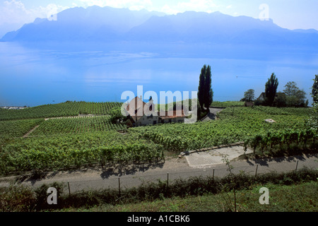 La Suisse Vue aérienne de vignes près de Montreux sur le Lac Léman Suisse Banque D'Images