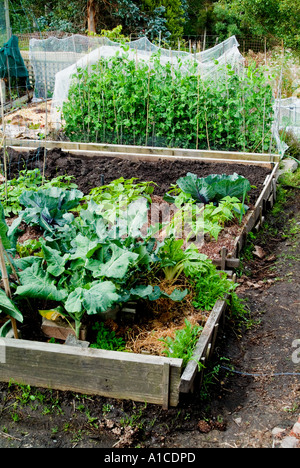 Les légumes cultivés sur des lits surélevés Banque D'Images