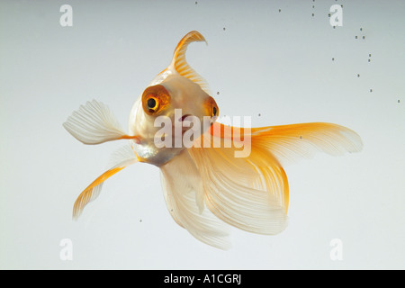 Veiltail carassin (Carassius auratus). Seul poisson dans un aquarium Banque D'Images