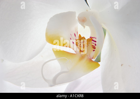 Close up of white moth orchid Banque D'Images