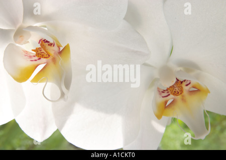 Close up of white moth orchid Banque D'Images