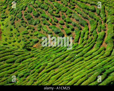 Plantation de théiers sur Cameron Highlands Malaisie Banque D'Images