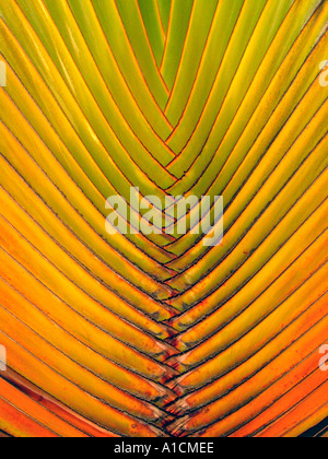 Pulau Pangkor Island palm banane Malaisie Banque D'Images