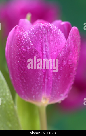 Pink tulip in close up avec dewdrops Banque D'Images
