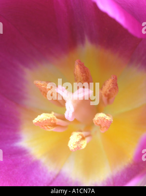 Centre de pink tulip in close up Banque D'Images