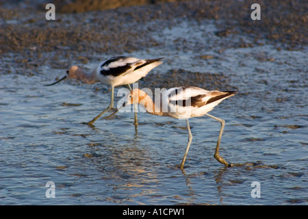 Paire d'avocettes Recurvirostra americana (américain) de patauger dans le marais à préserver la nature Baylands, Palo Alto, Californie, États-Unis Banque D'Images