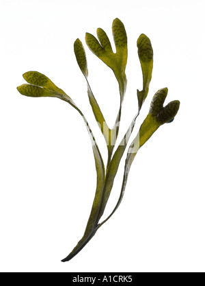 algues comestibles Banque D'Images