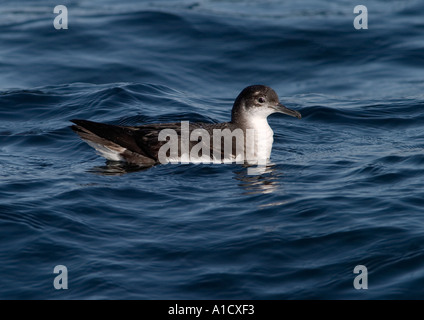 Manx Shearwater, Puffinus puffinus Banque D'Images