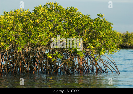 Les palétuviers rouges (Rhizophora mangle), Santa Cruz est., îles Galapagos, Equateur Banque D'Images