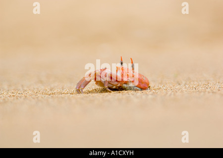 Le crabe fantôme (Ocypode gaudichaudii est Bartolome), îles Galapagos. Banque D'Images