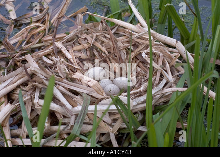 Foulque s nest avec des oeufs Banque D'Images