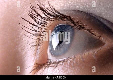 Femelle gris eye oeil humain libre Banque D'Images