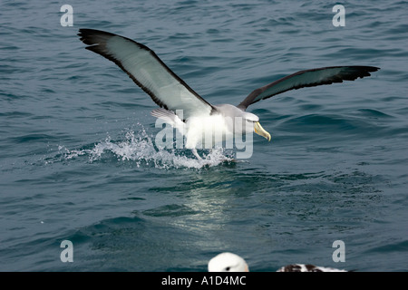 Albatros de Salvin s Albatros timide Kaikoura Marlborough ile sud Nouvelle Zelande Thalassarche cauta salvini Banque D'Images