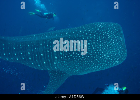 Nu1972. Rhincodon typus. Îles Galapagos, en Équateur. De l'océan Pacifique. Photo Copyright Brandon Cole Banque D'Images