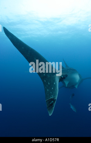 Nu2104. Rhincodon typus, nageoire caudale. Îles Galapagos, en Équateur. De l'océan Pacifique. Photo Copyright Brandon Cole Banque D'Images