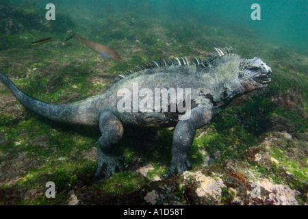 Nu2781. Iguane marin, Amblyrhynchus cristatus, Fonds sous-marins se nourrissant d'algues. Galapagos. Photo Copyright Brandon Cole Banque D'Images