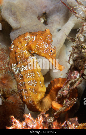 Nu2455. Hippocampes Hippocampus ingens, du Pacifique. Îles Galapagos, en Équateur. De l'océan Pacifique. Photo Copyright Brandon Cole Banque D'Images