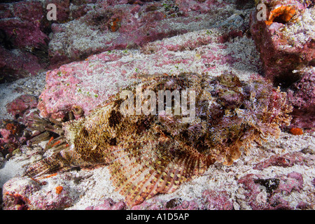 Nu2823. Scorpaena plumieri rascasses, Pierre mystes. Îles Galapagos, en Équateur, l'océan Pacifique. Photo Copyright Brandon Cole Banque D'Images