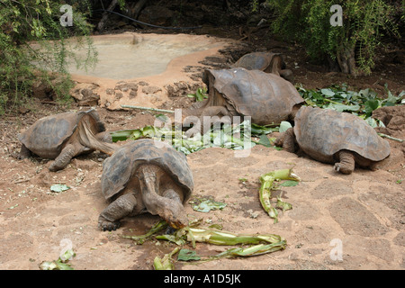 Nu72539. Les tortues géantes des Galapagos, Geochelone elephantopus se nourrissant de plantes. Îles Galapagos. Photo Copyright Brandon Cole Banque D'Images