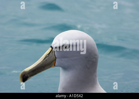 Albatros de Salvin s Albatros timide Kaikoura Marlborough ile sud Nouvelle Zelande Thalassarche cauta salvini Banque D'Images